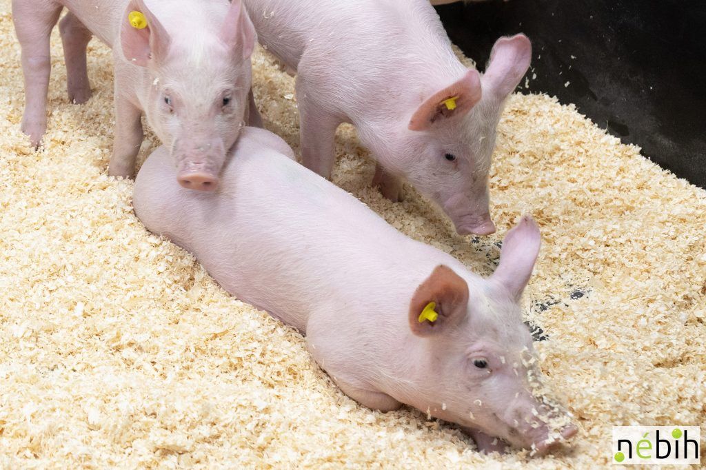 A malacok fejlődésének vizsgálata is kiváló körülmények között történik - Fotó: Nébih
