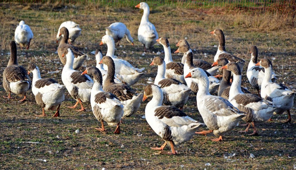 A megelőzés a legfontosabb a madárinfluenza esetében, mert a fertőzés igazolásakor már csak az állatállomány megsemmisítése következhet