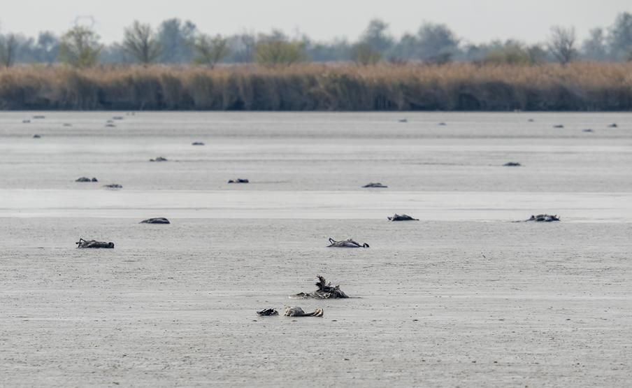 Hortobágy és a Dél-Alföld őszi látványossága, a daruvonulás csúcsán a nálunk megpihenő madarakat is elkezdte tizedelni a madárinfluenza betegség - Fotó: Tokody Béla, MME