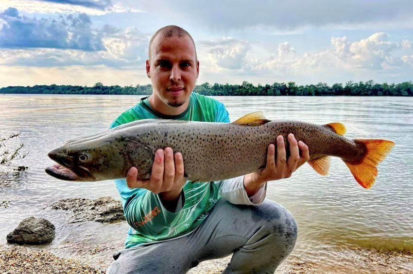 Régi halkutatási adatokat írt át a Komárom-Esztergomban fogott dunai galóca