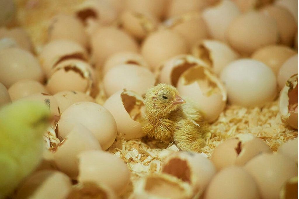 A brojlerágazatban egyre nagyobb teret hódít a gazdaságon belüli keltetés, mivel a takarmányhatékonyság, az antibiotikum-felhasználás és a keltethetőség, valamint az olyan jóléti mutatók, mint a lábtáji bőrgyulladás és a stressz szintje miatt előnyös