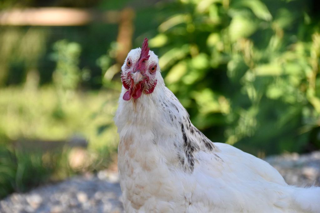 A most alapított Birdwatcher Zrt. az egyetem kutatói bázisáról induló vállalkozás, amely a szárnyasok megfigyelése alapján olyan algoritmusokat alkalmaz, amely jelentős mértékben segítheti az egyedi súlybecslésen alapuló hízásiciklus-optimalizálást