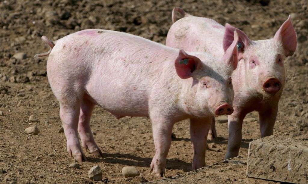 Az ízületi porc fejlődése különböző fehérjék és jelzőmolekulák összehangolásától függ. A D-vitaminhiány és a nyomelemek biológiai hozzáférhetőségének hatása az ízületi porc szerkezeti tulajdonságainak fejlődésére azonban nem jól ismert.