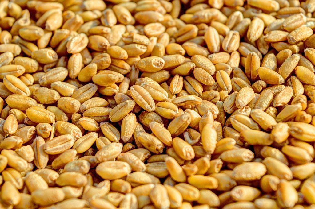 Rendkívül értékes eszköz a PNE - Precise Nutrition Evaluation - platform, amelyet a táplálkozási szakemberek rutinszerűen használhatnak a búza tápanyagmátrix-értékeinek frissítéséhez, és egy lépéssel közelebb kerülhetnek a pontos tápanyag-összetételhez