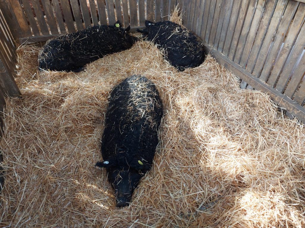 A mangalica sertésből készült termékek a prémium kategóriába tartoznak, ezért az elmúlt időszakban a fogyasztók sokszor inkább más árut tettek a kosarukba - Fotó: Magro.hu, CSZS, Hódmezővásárhely