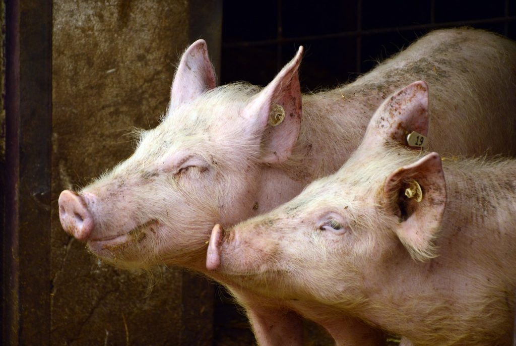 A betegségre vonatkozó adatok olyan tüneteket tartalmaztak, mint a köhögés, a sántítás, az étvágytalanság, a bőrkárosodás és a farokharapás