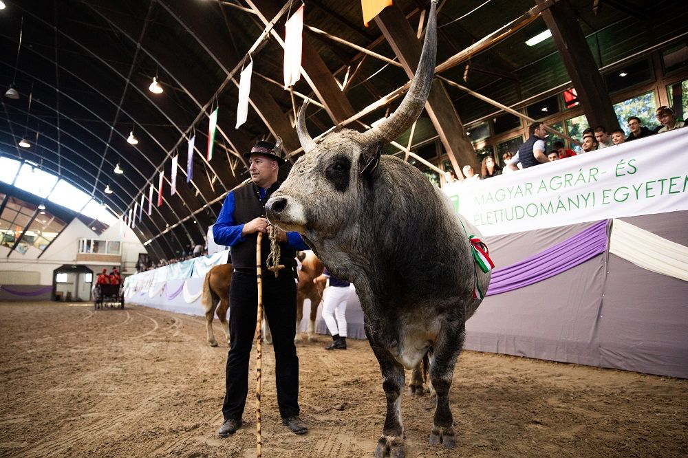 Szürkemarha bika Kaposváron