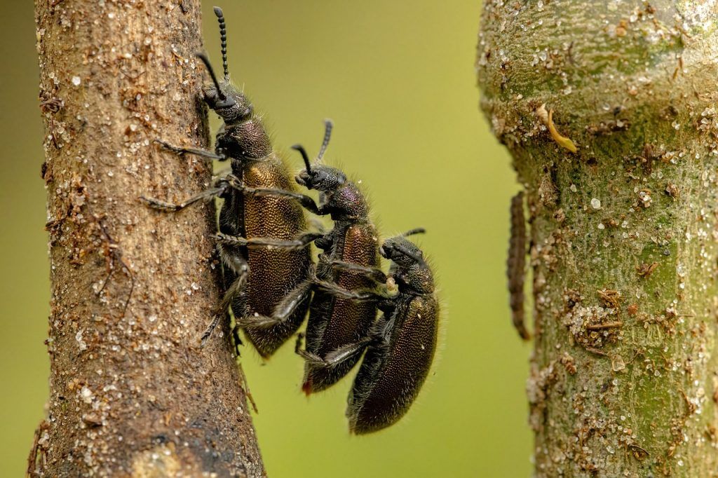 Természetes formájukban a mikroalgák nehezen emészthetőek