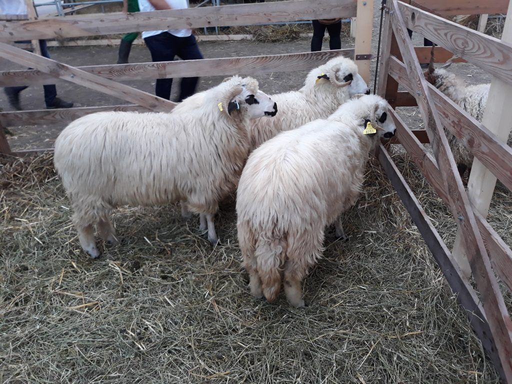 A magyar juhágazat helyzetét javítja az Európai Unió HORIZON2020 programja keretében támogatott EuroSheep projekt. A program három éve alatt számos nemzetközi jó gyakorlatot ismerhettek meg a juhágazat szereplői - Fotó: Magro.hu, CSZS, Budapest, OMÉK 2019