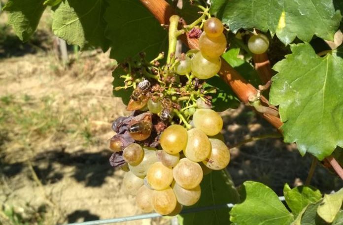 Megvan a Tokaji Kutatóintézet által szervezett utolsó 2023-as próbaszüret eredménye: erőteljesen jelentkezik a töppedés a fürtökön, amely a rovarkártevőket is odavonzza, továbbá egyre több alkalommal lehet tapasztalni a seregélyek károkozását