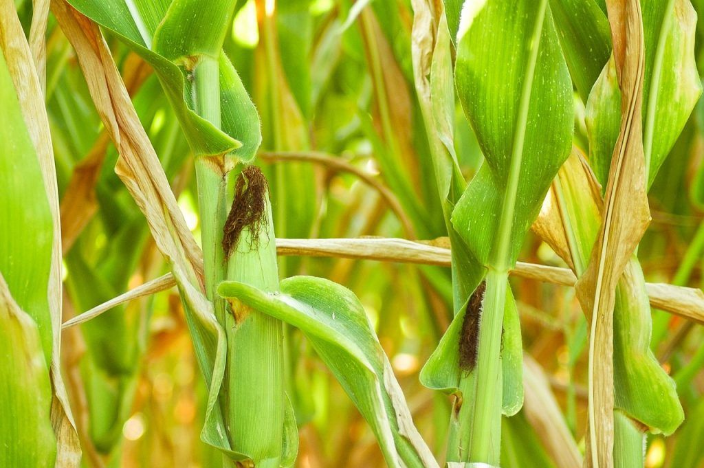 A szerzők értékelik az újabb CRISPR/Cas rendszerek nyújtotta lehetőségeket, valamint olyan egyedi alkalmazásokat, mint a génszabályozás, a környezeti és biológiai stresszválasz javítása és egyes növények újra háziasítása