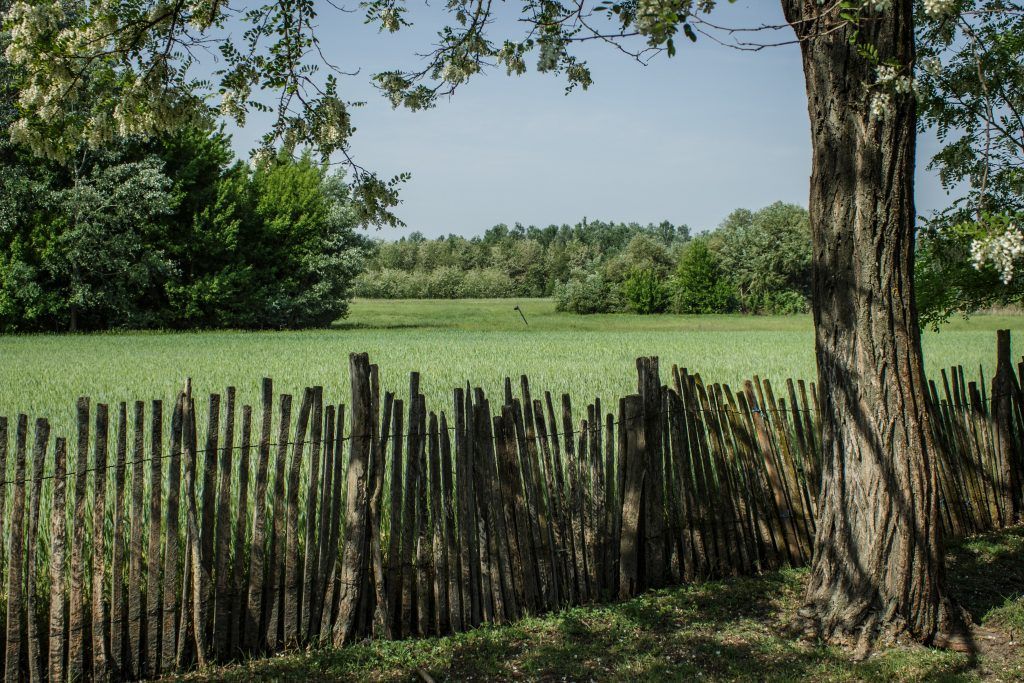 A Homokhátságon több területen a költségek sem térülnek meg a gabonafélékkel - Fotó: Adam's Photovision, Kiskunmajsa, Kígyóspuszta