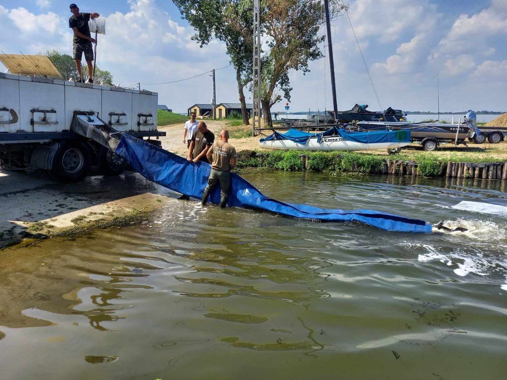 Tovább folytatódott augusztusban a haltelepítés a Tisza-tónál