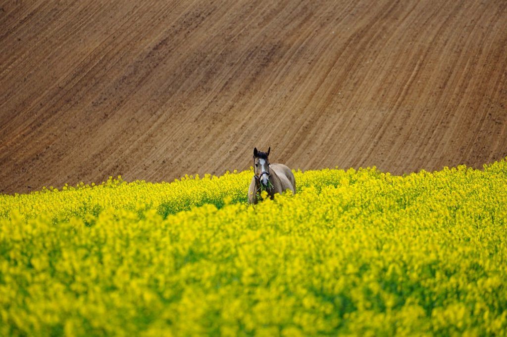 A mikotoxinokat a természetben gombák termelik, amelyek a szántóföldön és a tárolás során szennyezhetik a takarmány-alapanyagokat, és károsak lehetnek az állatok egészségére