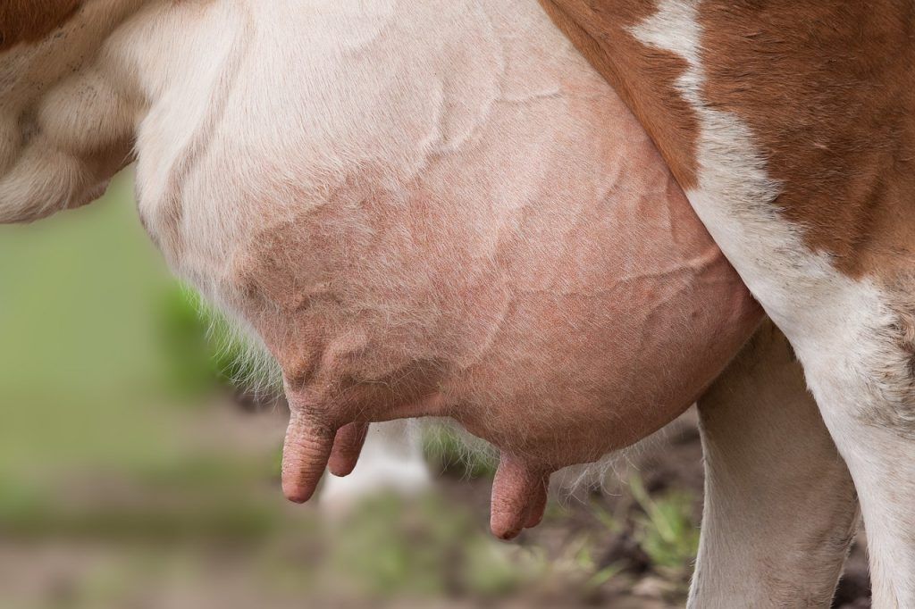 A Zoetis Vetscan Rapid Mastigram+ tesztje az első olyan, gazdaságon belüli laterális áramlású diagnosztikai teszt, amely képes a Gram-pozitív baktériumok azonosítására a fejés közötti időszakban