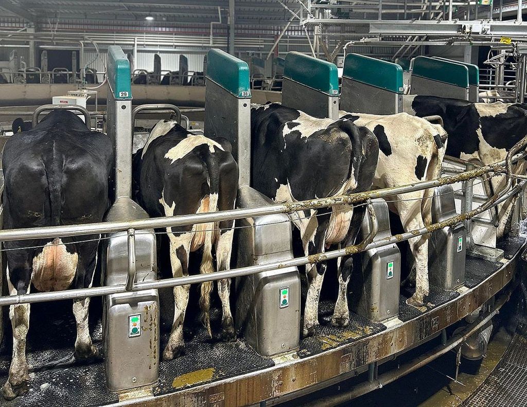Tavaly októberben (2022) telepítettek egy GEA Dairy Pro Q-t, amely egy teljesen robotizált rotációs fejőgép. Ez az első a maga nemében a déli féltekén