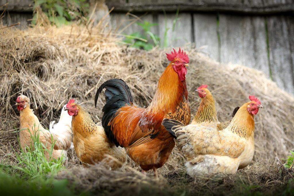 A teljes genomszekvenálás és a génmegosztási hálózat gépi tanulással támogatott elemzése azonosítja az antibiotikum-rezisztencia megosztását az állatok, az emberek és a környezet közöt