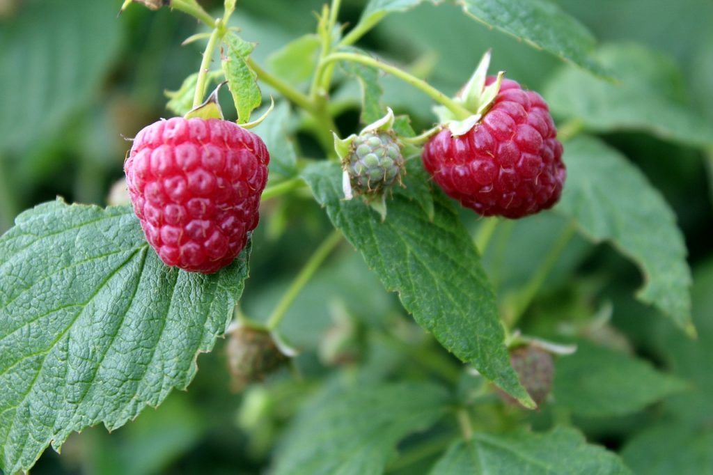 A FruitVeB Magyar Zöldség-Gyümölcs Szakmaközi Szervezet és Terméktanács készített összefoglalót a málna piacát meghatározó tényezőkről