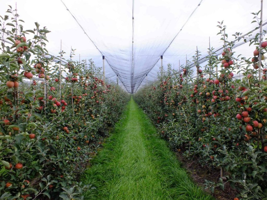 A nemzetközi terjeszkedésre koncentrálva, Mészáros Lőrinc és a tulajdonát képező Talentis Agro Zrt., valamint az MKB Magántőkealap együttesen 100 százalékos tulajdonrészt szereznek a tranzakció által a Rabo d.o.o. vállalatban, amely alma és nektarin termesztésében remekel Horvátországban