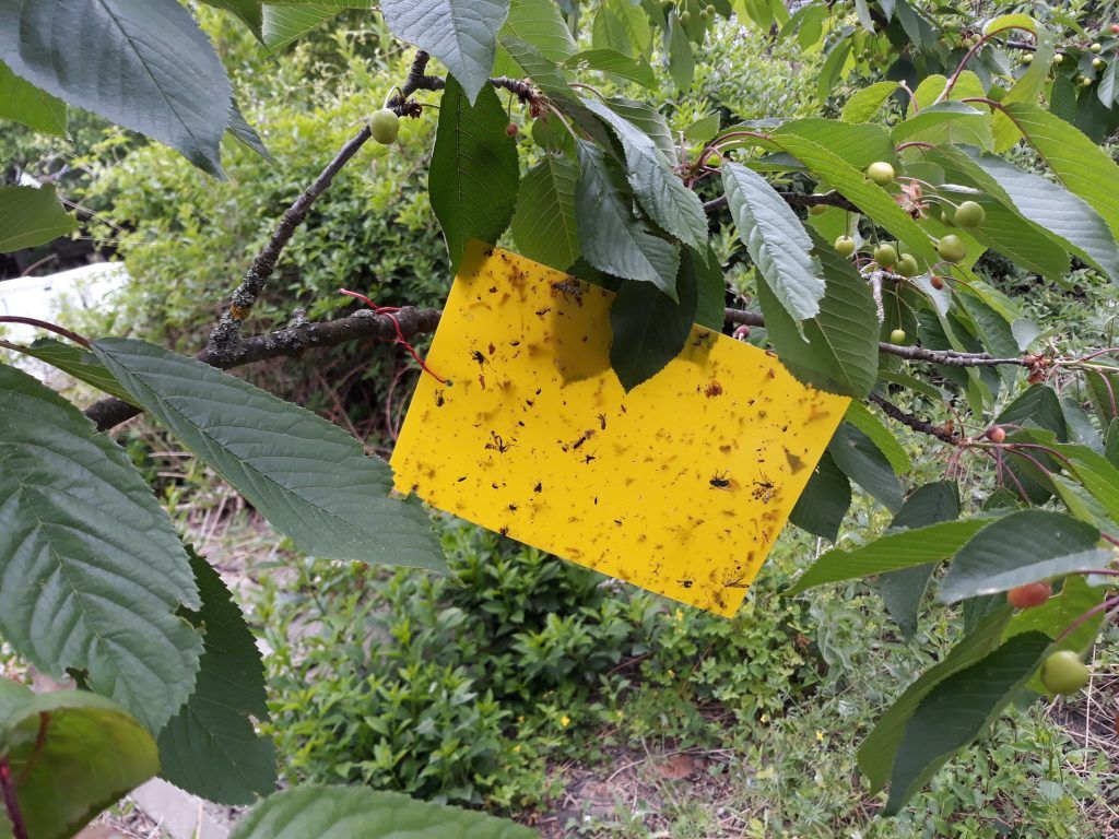 A rovarok a megporzáson és a biológiai növényvédelmen kívül a táplálkozásban és a takarmányozásban is hasznosak, ám a rovarevés megosztó téma, fogyasztói megítélése általában negatív - Fotó: Magro.hu, CSZS, Diósjenő