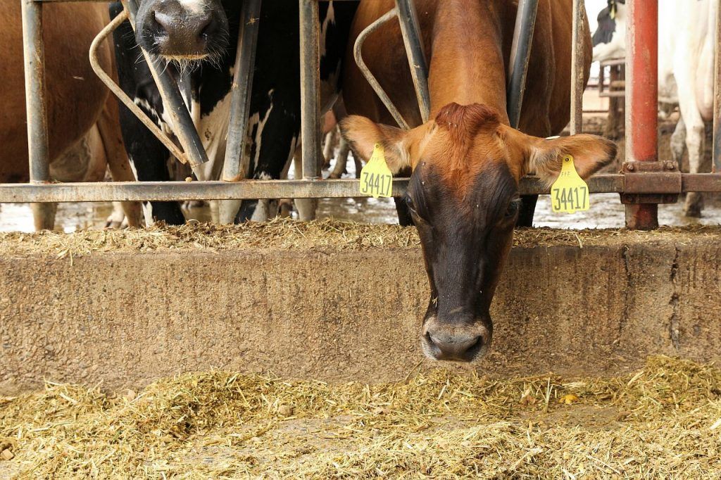 Egy tehén lehajol enni a Johann Dairy farmon a kaliforniai Fresnóban, 2020. szeptember 10-én.