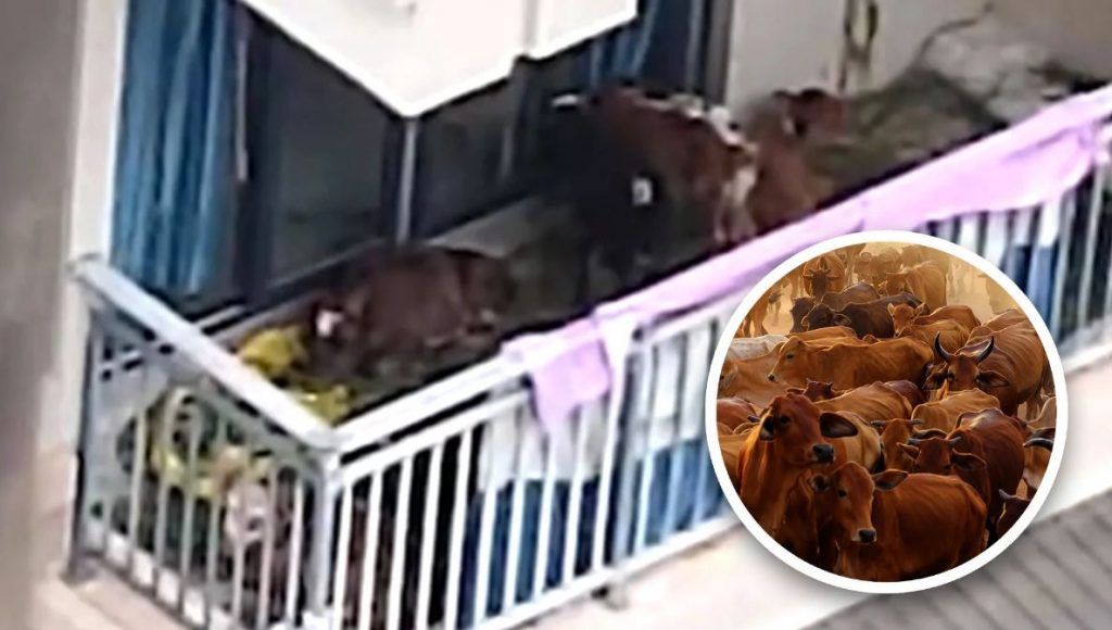 Az ingatlankezelő személyzet és az őrök akarati harcba keveredtek a tehenek tulajdonosával, aki megpróbálta visszacsempészni azokat a lakásba