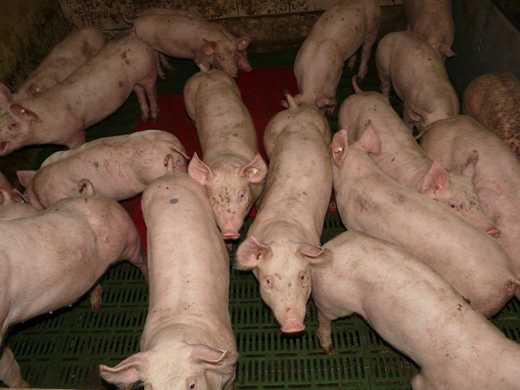 Az RSD-takarmányozással összehasonlítva az FRSD-takarmányozás növelte a nyersfehérje, a savas detergens rostok és az éterkivonat látszólagos emészthetőségét a sertésekben (P<0,01).