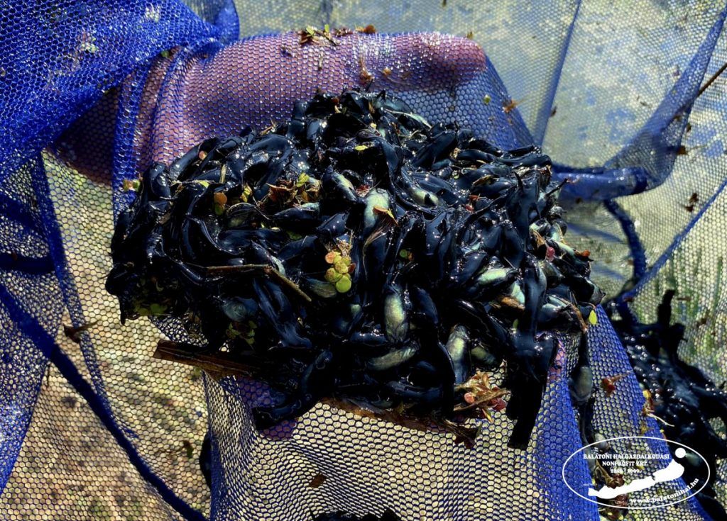 Egyre több helyen jelennek meg a Balatonban, és más hazai vízterületeken is a törpeharcsa-ivadékfelhők, amelyek kiemeléséhez adott tanácsokat a Balatoni Halgazdálkodási Nonprofit Zrt. horgászati ágazatvezetője, Nagy Gábor - Fotó: BHNp Zrt.