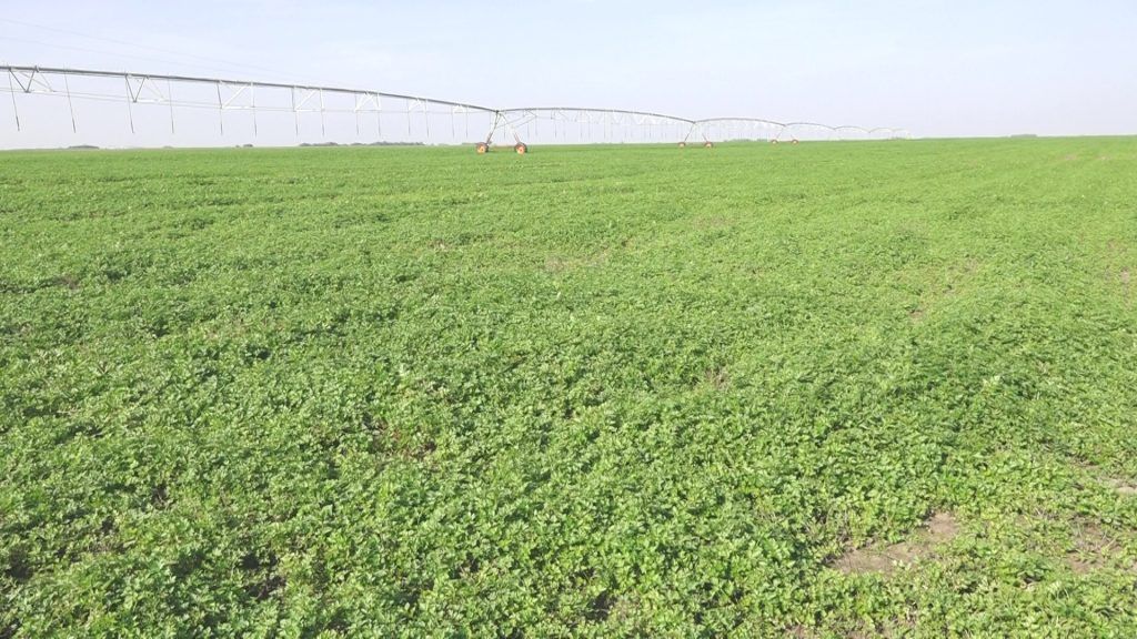 A Szerbia északi részén található település polgármestere nyilvános felhívást tett közzé az agráriumban aktív iskolák, mezőgazdasági szakszolgálatok és szociális intézmények számára, hogy számukra illeték nélkül történő használatra adhatók az állami tulajdonban lévő mezőgazdasági földterületek, legfeljebb 100 hektáros területig - Fotó: Magyarkanizsa önkormányzata