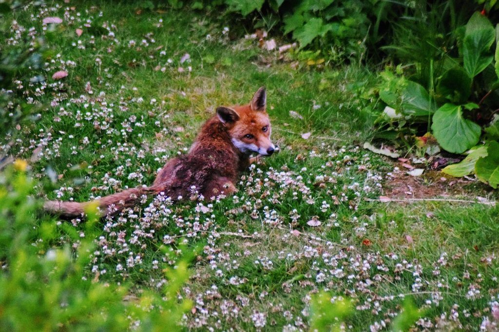 Hatósági felkérés esetén a vadász jogszabályi keretek között segédkezhet a vad belterületen történő elejtésében, de nem kötelezettsége, jogszabály ugyanis erről nem rendelkezik
