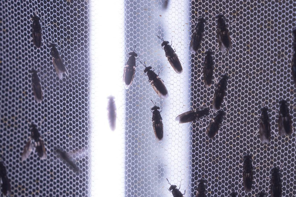 Az Agroloop fekete katonalégy tenyésztési tevékenysége során a helyi élelmiszerfeldolgozók melléktermékeit használja a lárvák etetésére, amiknek ugyanis megvan az a képességük, hogy alacsony értékű biomasszát is magas minőségű takarmányfehérjévé és -zsírrá alakítsanak át