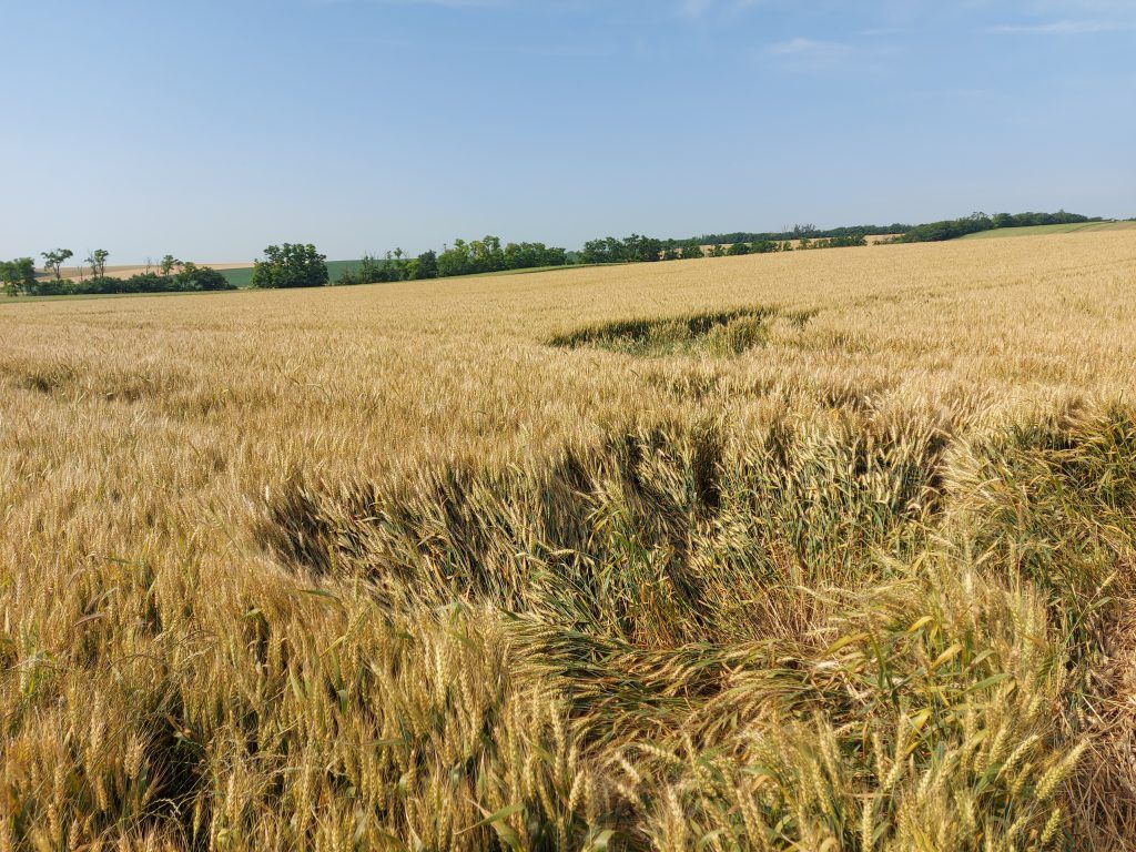 Az Agrárközgazdasági Intézet programján a mezőgazdasági kockázatkezelési rendszer 2022. évi működésének értékelése, valamit a 2023. évi eddigi tapasztalatok és a várható tendenciák áttekintése mellett nagy hangsúlyt helyezett az MKR I. pillérét jelentő agrárkárenyhítési rendszer továbbfejlesztési lehetőségeinek megvitatására - Fotó: Magro.hu, CSZS, Sáregres