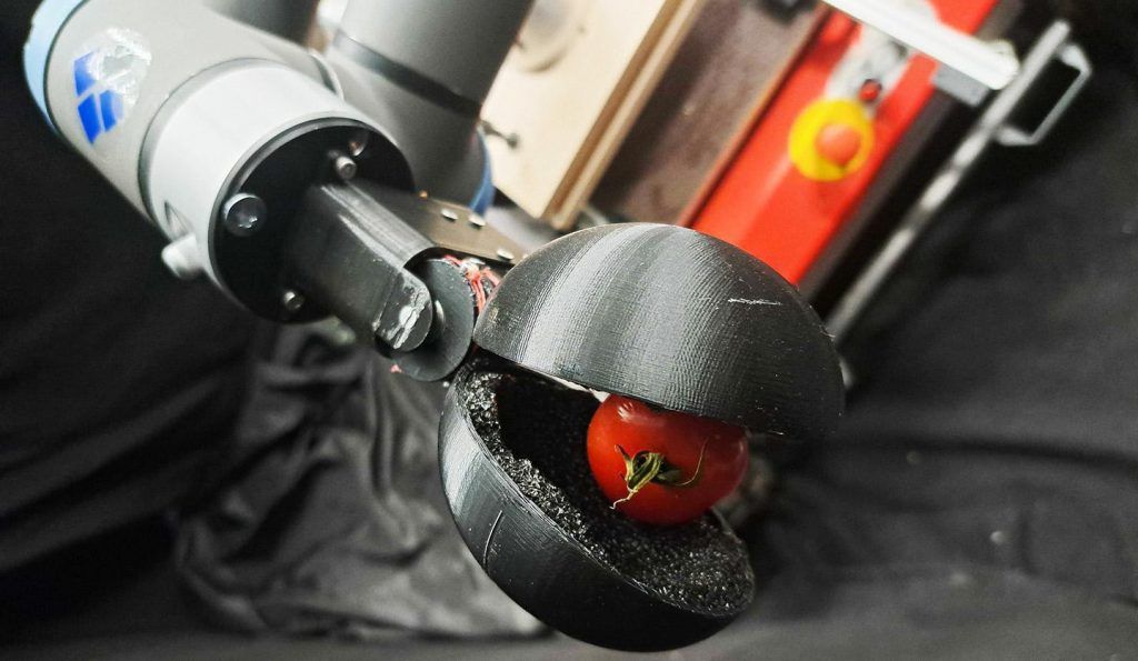 Egy paradicsom bogyó a szedőrobot karjában - Fotó: © CREATE Lab/EPFL