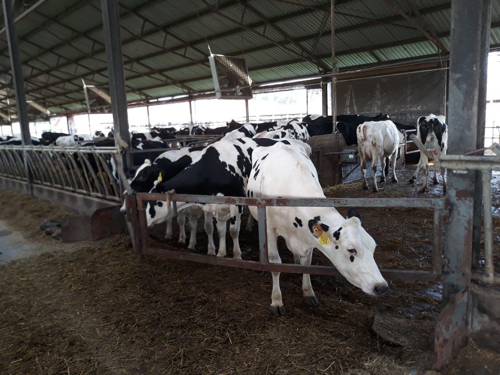 Tejelő tehenek a Nyakas Farm központjában - Fotó: Magro.hu, CSZS, Hajdúnánás