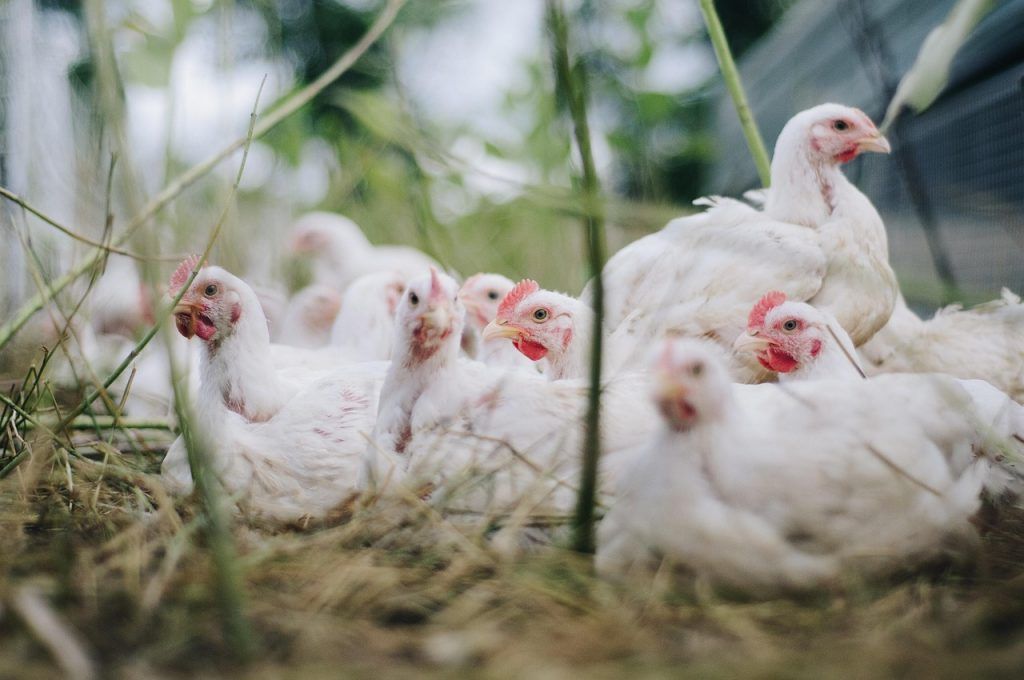 A mikotoxinok gyakran előfordulnak a baromfitakarmányokban, az állat-egészségügyi és takarmányozási vállalat DSM-Firmenich World Mycotoxin Survey című kiadványa szerint az elmúlt 10 évben (2013-2023) több mint 33 000 kész baromfitakarmány elemzésénél mutattak ki pozitív mikotoxin-tesztet