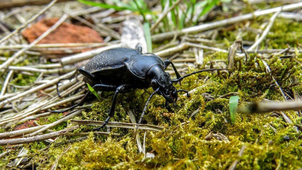 A magyar futrinka Magyarországon potenciálisan veszélyeztetettnek számít (IUCN: Vulnerable), és bizonyos, hogy élőhelyeinek további fragmentációja a populációk fogyatkozásához vezethet, különösen a budapesti agglomerációban és az alföldi-kisalföldi települések közelében