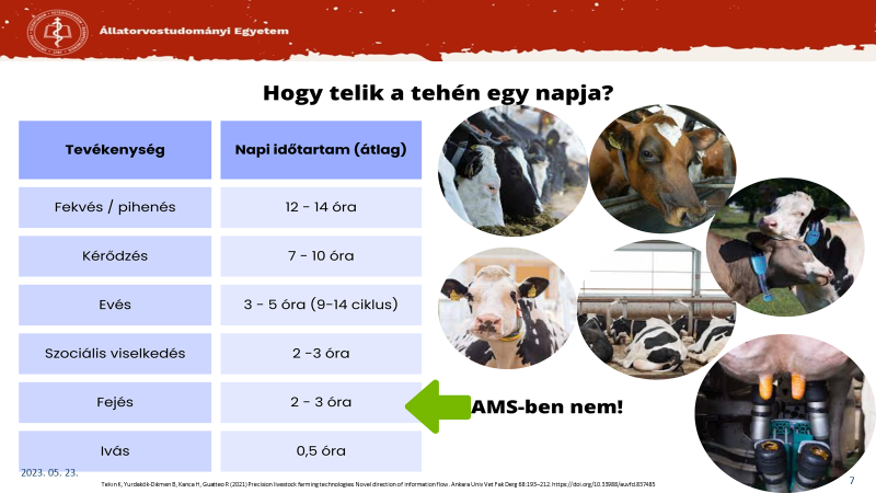 Így telik egy tehén napja