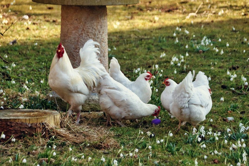 Újabb érdekes tesztet végzett az állatain a Heves vármegyei Bekölcén gazdálkodó Remény Farm ötletekben is gazdag párosa - képünk illusztráció