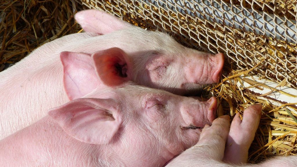 A kutatók szövetmintákat vettek a duodenumból, a jejunumból és az ileumból, hogy elemezzék a bélmorfológiát. Kvantitatív valós idejű PCR segítségével megmérték továbbá a citokinek, a tápanyagtranszporterek, a mucinek, a szoros kötések és az étvágyszabályozók expresszióját.
