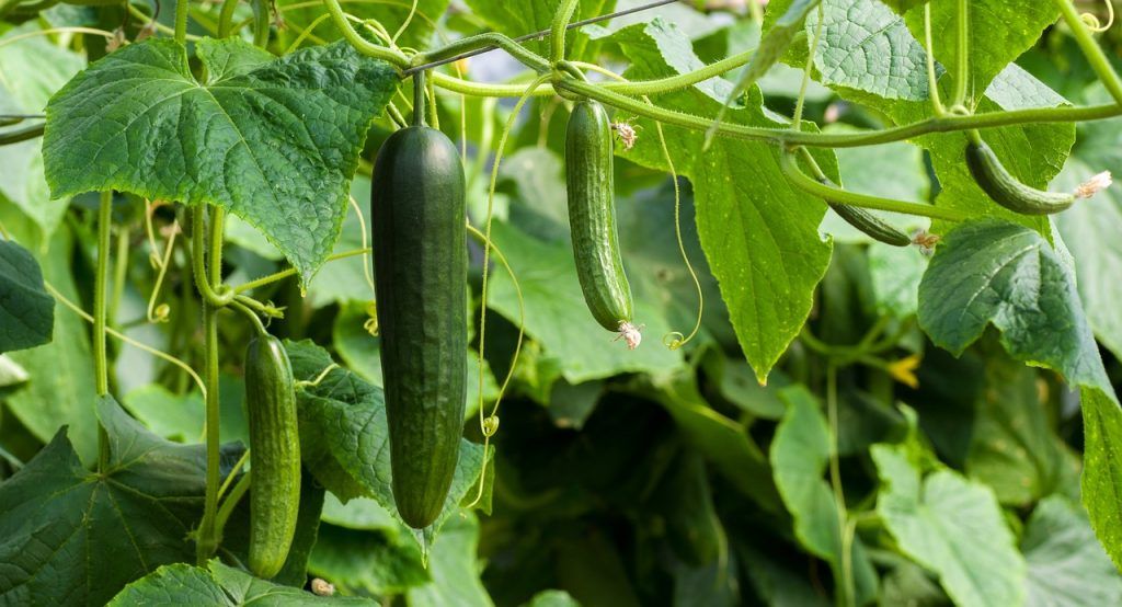 A FruitVeB számolt be róla, hogy jókora árcsökkenést hozott a tavasz a kígyóuborka hazai piacán, ellentmondásos események történtek