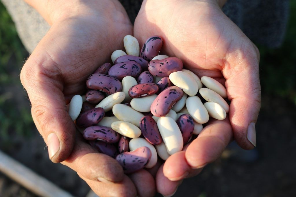 A bab valóban egy táplálkozási erőmű, amely rostokat, fehérjét, összetett szénhidrátokat, antioxidánsokat, vitaminokat és ásványi anyagokat tartalmaz