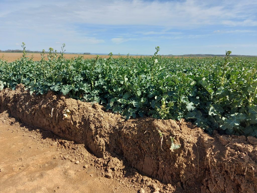 Jelentősen befolyásolja a növénytermesztés hatékonyságát a vízgazdálkodás, a vízhiány miatt sok területen van szükség változtatásra az agrotechnológiában - Fotó: Magro.hu, CSZS, Zimány, repce