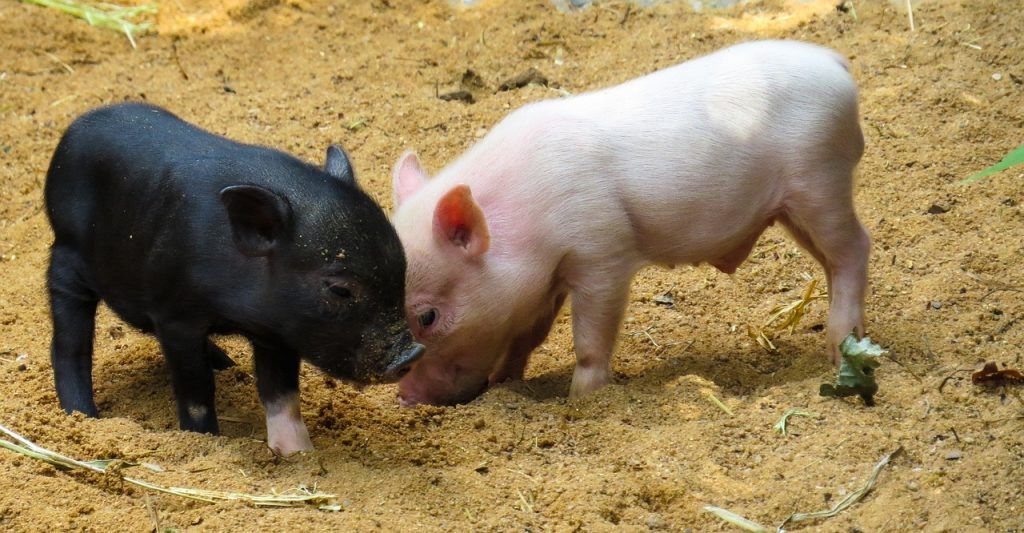 A cink-oxid utáni korszakban szükséges malacgondozási változtatásokat vizsgálva Dr. Sørensen és munkatársainak kutatása egyértelműen kimutatta, hogy a jó istállóhigiénia kritikus fontosságú