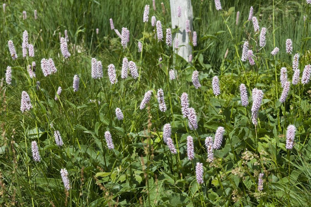 A vállalat saját tesztjei szerint az eWeeding a vegyszeres gyomirtókhoz képest alacsonyabb teljes energiafelhasználás mellett teljes gyomirtást biztosít