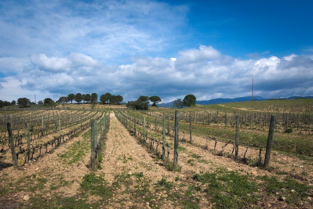 Súlyos hiány miatt kell korlátozni az víz elérését Dél-Európában - Fotó: szőlőültetvény, Spanyolország, Girona, Pixabay, dkatana - Pablo Valerio • Barcelona/Catalonia