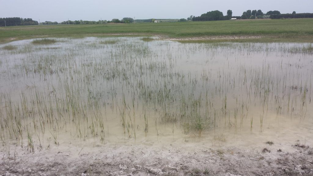 A Homokhátság, a Túr folyó torkolata, a a Szentendre Regionális Déli Vízbázis megóvásához szükséges kármentesítés és a Felső-Tisza Gulács feletti szakasza is érintett - Fotó: Magro.hu, CSZS, Homokhátság, 2018