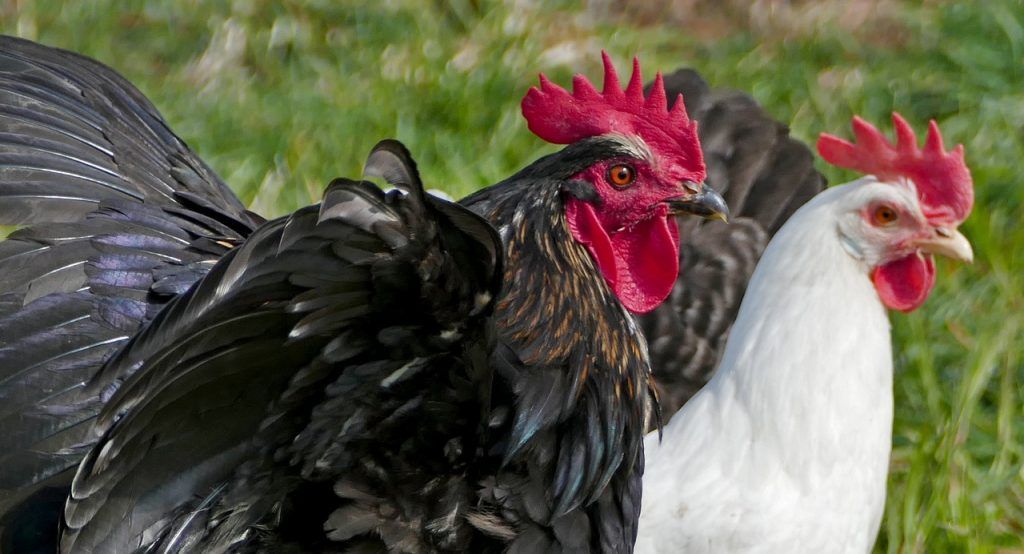 A gazdasági szempontok hangsúlyozása érdekében megosztotta a brojlercsirkéken, nehéz tenyészcsirkéken és kereskedelmi tojótyúkokon végzett különböző kísérletek eredményeit