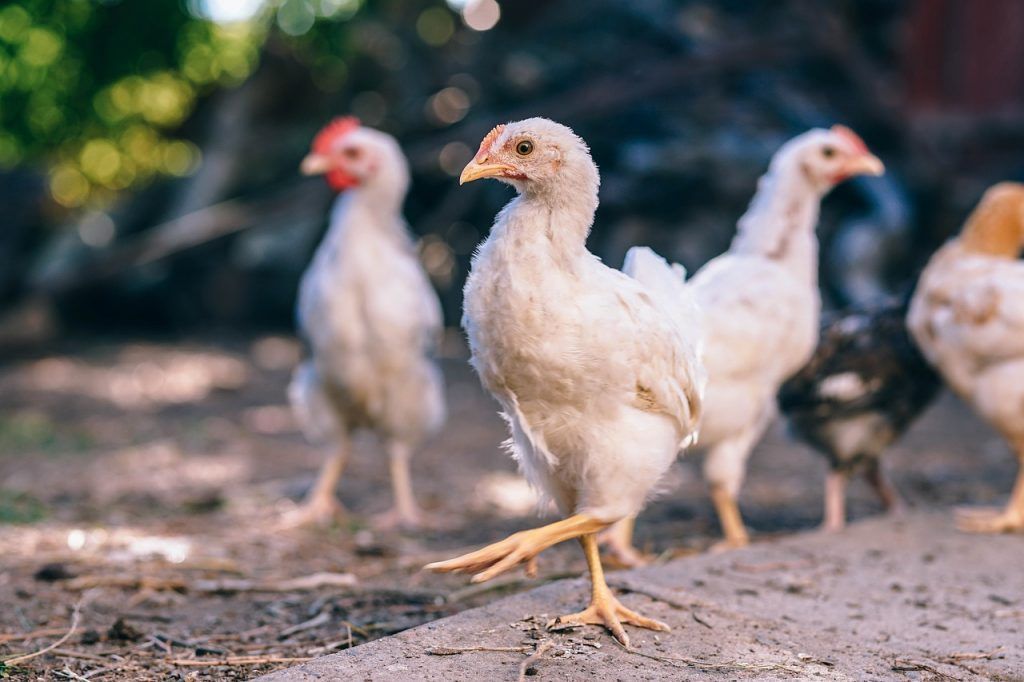 A kappan herélt és speciálisan hizlalt kakas, amelynek zsírosabb, porhanyósabb és kiadósabb a húsa, mint a többi baromfié