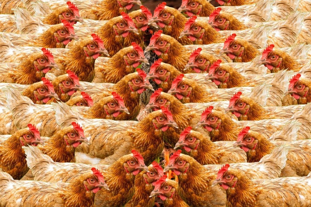 Egyes vélemények szerint kevésbé éri meg – árstop idején – bio és mélyalmos tartásban tartani a tyúkokat. Pákozd Gergely szerint azonban az árstopnak ehhez semmi köze nincs