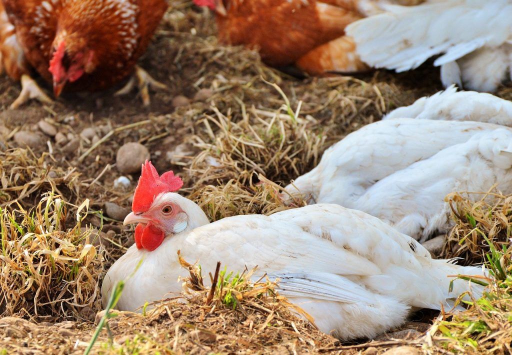 Lesz egy jelentős kereslet, ugyanakkor veszteségminimalizálás miatt korlátozni kell a kínálatot, közben viszont a termelőknél lenne elegendő tojás